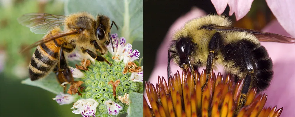 apis mellifera and bombus impatiens-veterans-ptsd-cure