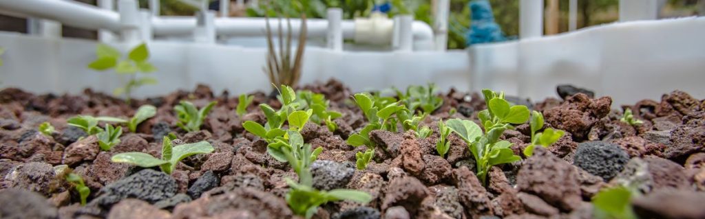 Aquaponics Media Grow Bed e1714282457117-veterans-ptsd-cure