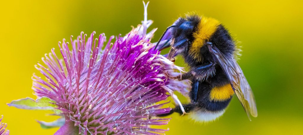 Bumble bee scaled e1714206717861-veterans-ptsd-cure