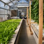 Dive into the World of Aquaponics