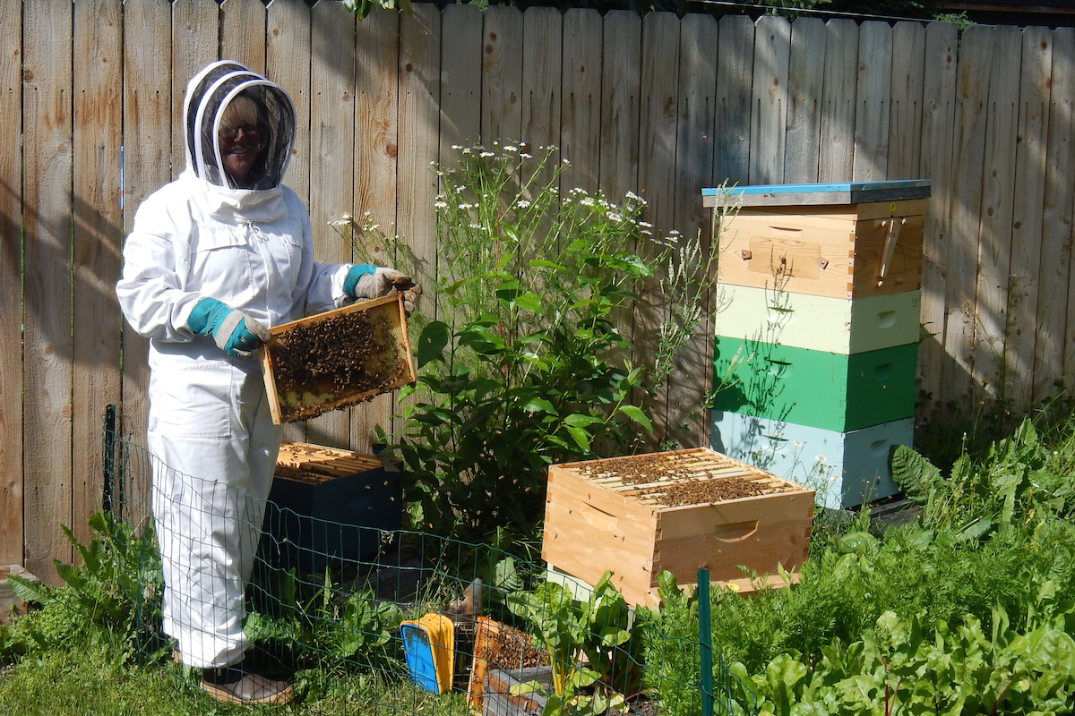 Honey Bees e1714018792333-veterans-ptsd-cure