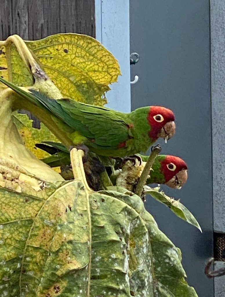 IMG 9915-veterans-ptsd-cure