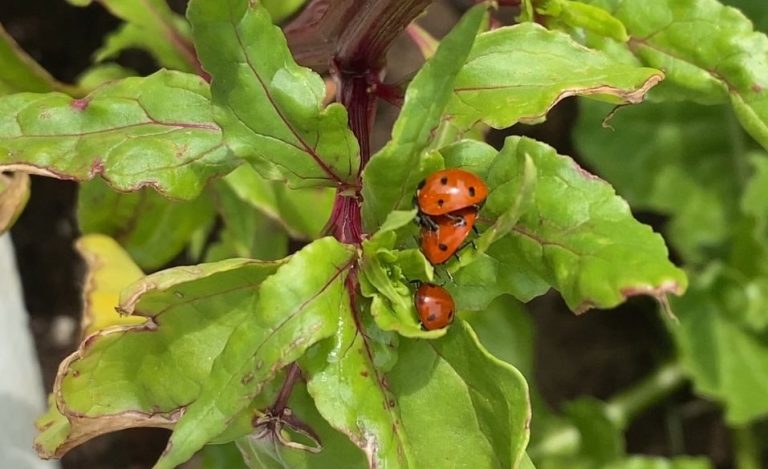 IMG 9953 e1714018541881-veterans-ptsd-cure