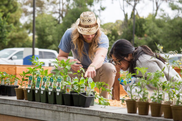 Start Organic San Mateo copy 1 600x400 1-veterans-ptsd-cure