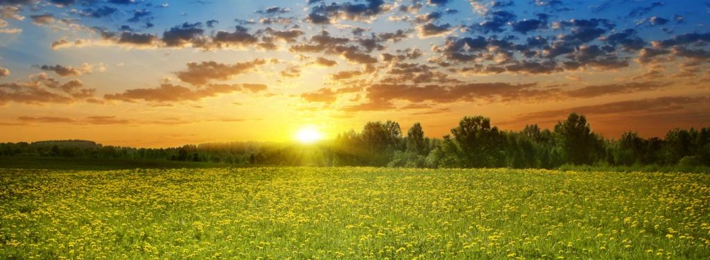 Summer2015Blog e1714445407864-veterans-ptsd-cure