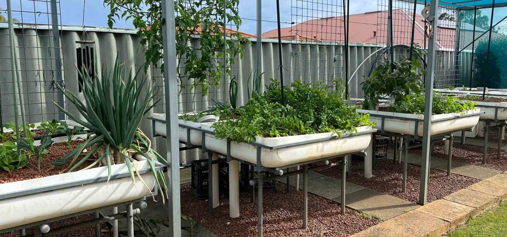 aquaponics gallery 5-veterans-ptsd-cure