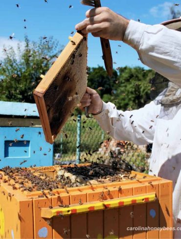 bee farming business-veterans-ptsd-cure