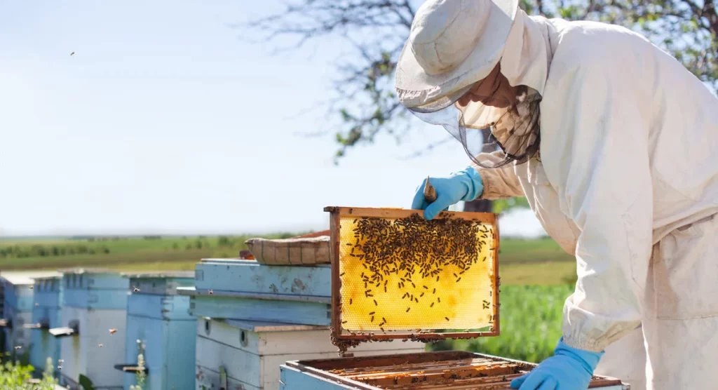 bee-kingdom--ocean-beach-san-diego-About Veterans PTSD