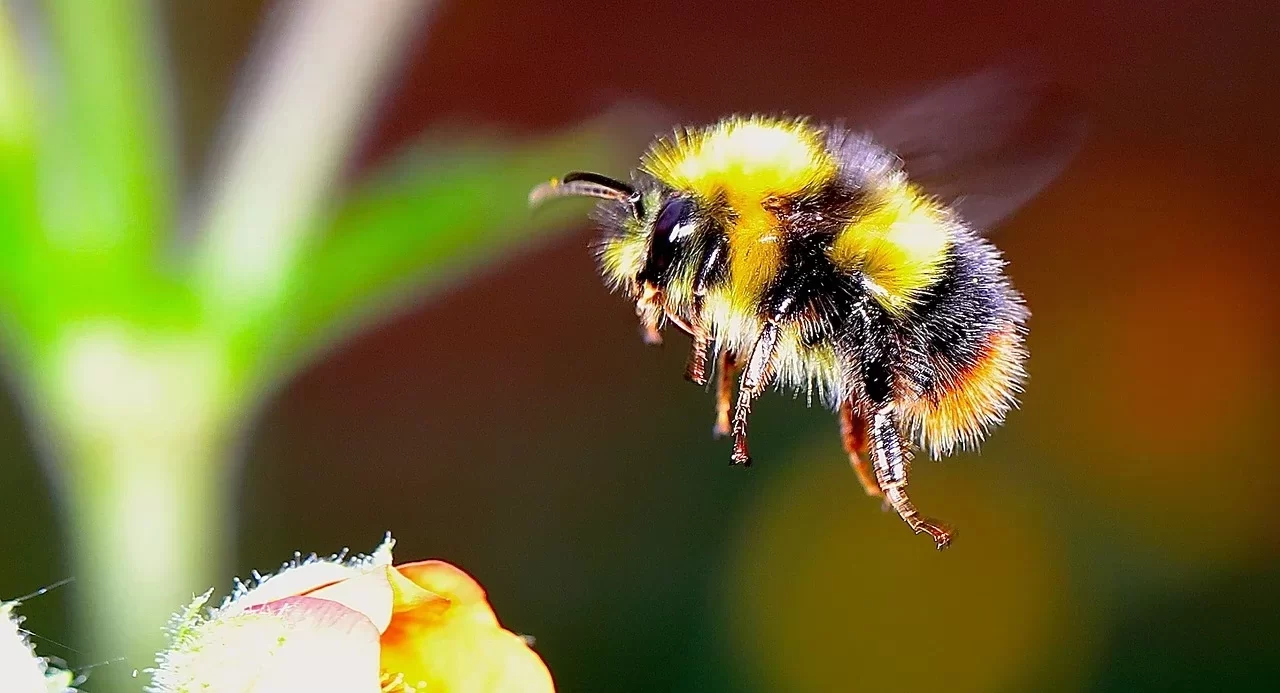 saving-the-bumblebee