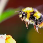 Saving The Right Bee - The Wild Bumble Bee