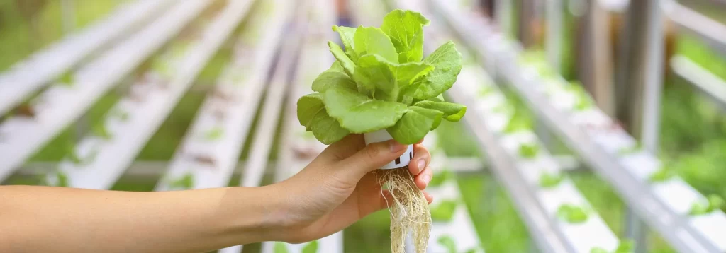 aquaponics-gardening