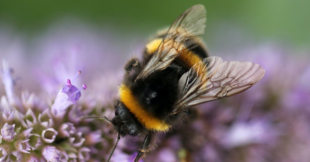 image asset e1714207219212-veterans-ptsd-cure