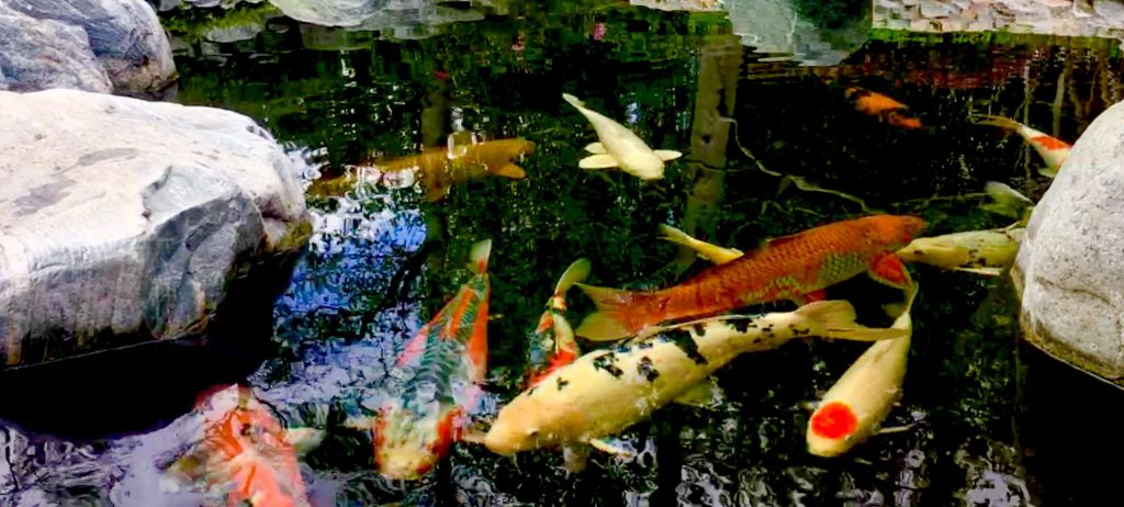 veterans-ptsd-cure-urban-gardening-aquaculture