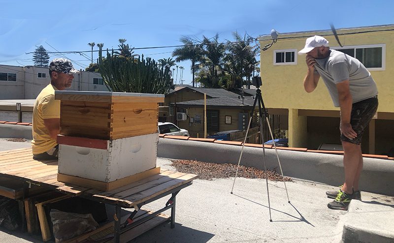 veterans-ptsd-cure-beekeeping