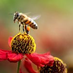 How Bees Vibrating with Frequency Bring Wellness