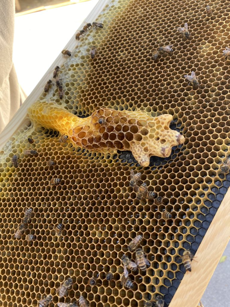 beehive-queen-cells-about-veterans-ptsd-about-us