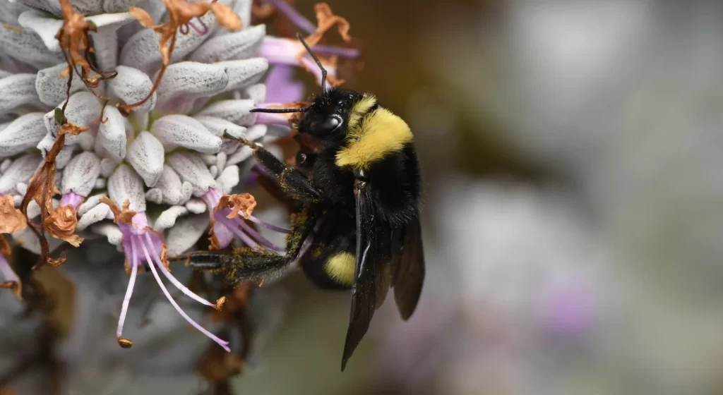 save-the-wild-bee-ocean-beach-california