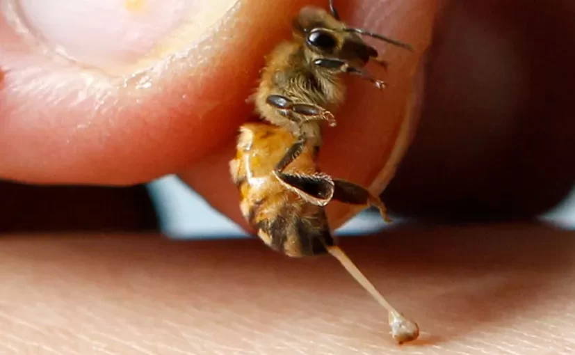 apitherapy bee venom therapy bee products