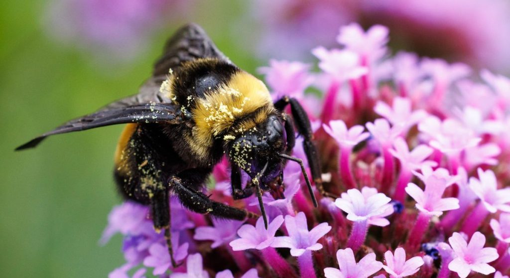 bumble-bee-gardens-life-our-mission