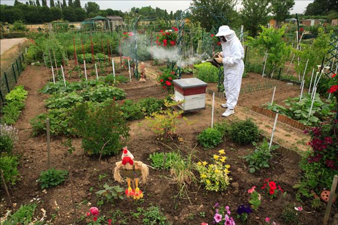 gardening and beekeeping-veterans-ptsd-cure