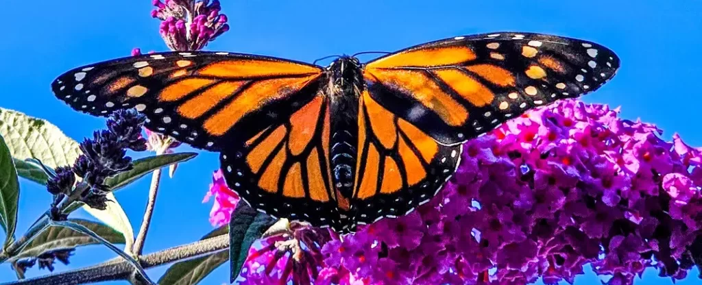 save the native bees in san diego