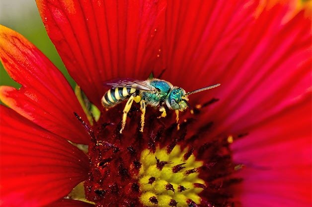 save the native bees in san diego