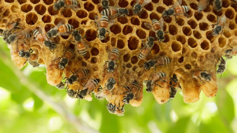 live-bee-rescue-removal-ocean-beach-ca