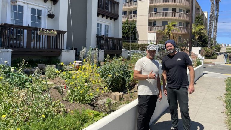 live-bee-rescue-ocean-beach-ca-bee-removal-service