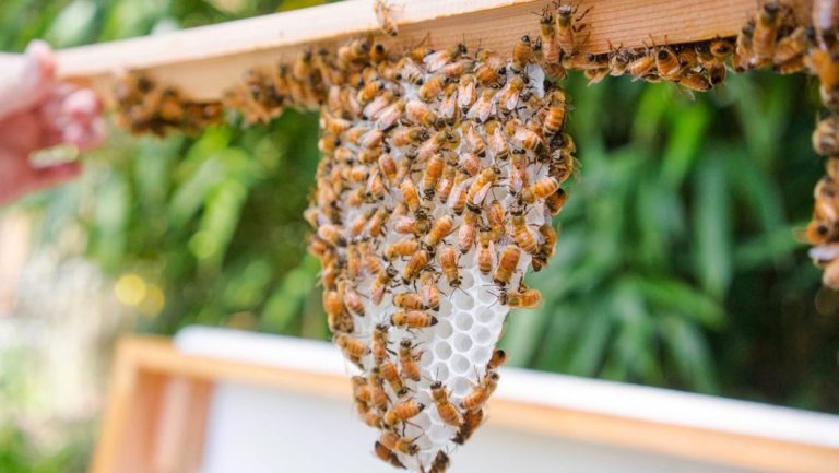 bee-hive-rescue-colony