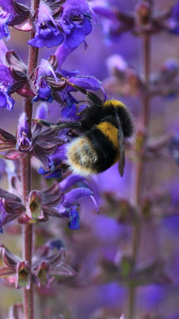 bee iphone-veterans-ptsd-cure