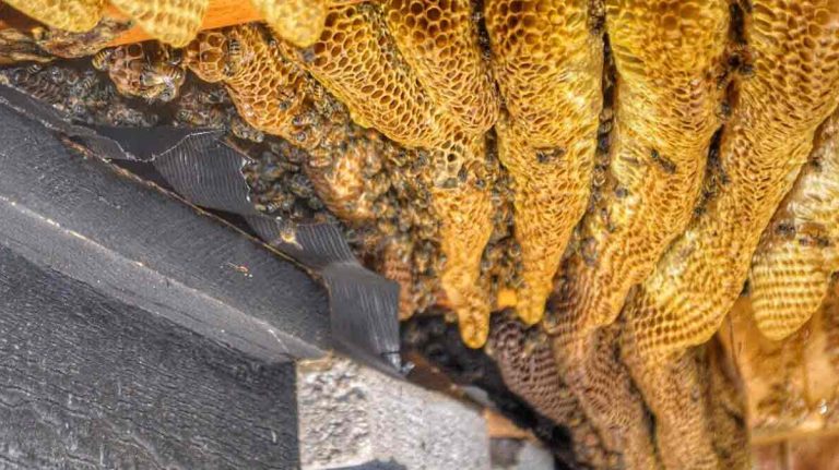 live-bee-rescue-removal-ocean-beach