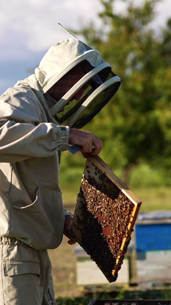 beekeeper in special outfit looks at full frame coated with bees man shoves the frame into hive and shakes off the insects blurred nature backdrop vertical video-veterans-ptsd-cure