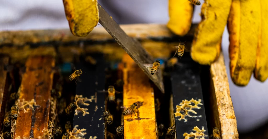 beekeeping-ptsd-cure