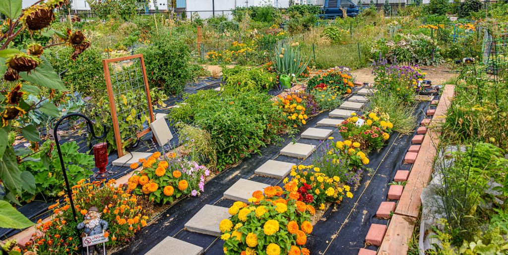 community garden funding e1728372113307-veterans-ptsd-cure