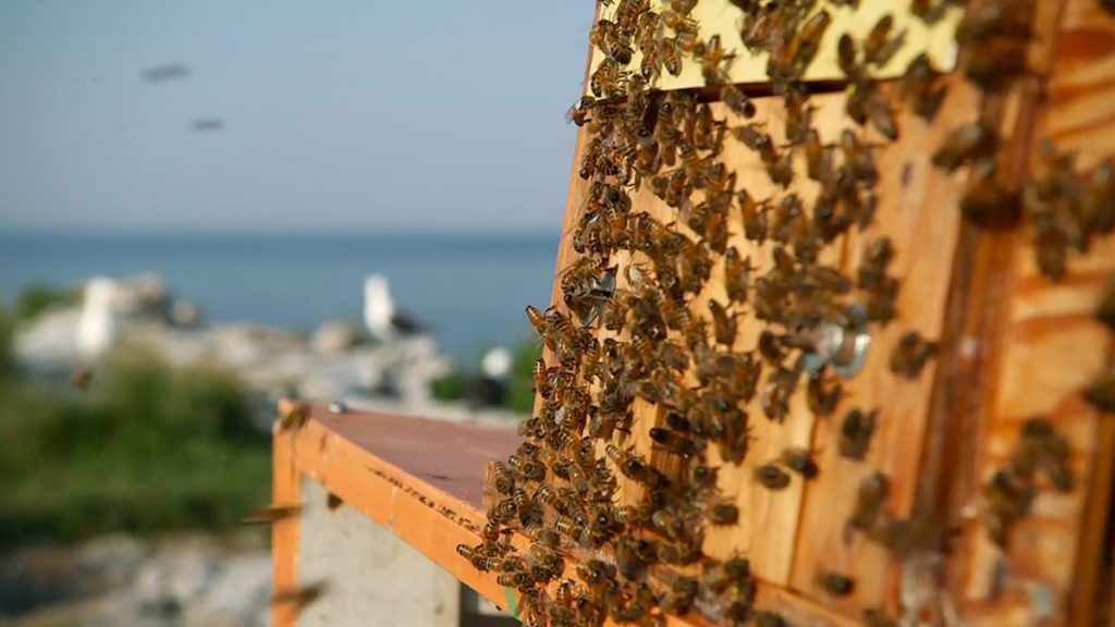 hive mind ob-veterans-ptsd-cure